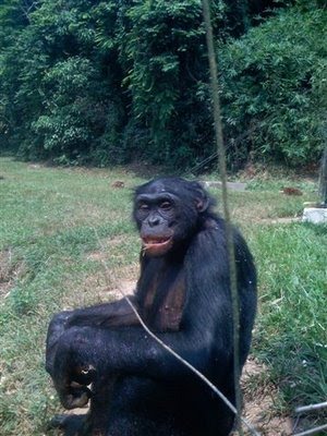 קוף מסוג בונובו. צולם על ידי רמי פירני בקונגו שבאפריקה