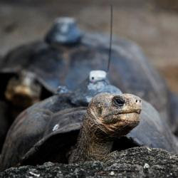 Tortugas gigantes vuelven a la isla Pinta en Galápagos