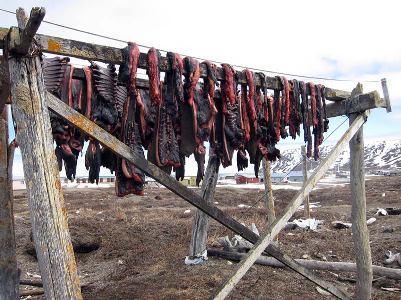 Birdernaturalist: Cooking for the WINGS Tour in Gambell, Alaska
