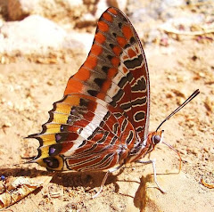 mariposas