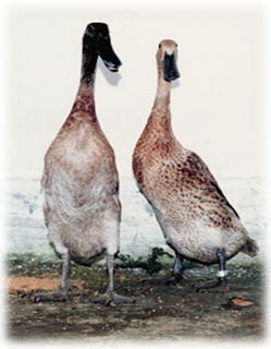 Berbagai Jenis Itik Lokal Di Indonesia