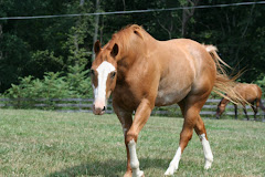 My Horse Sonny