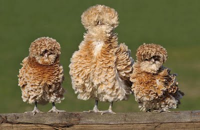 ¿Existen gallinas de pluma rizada? | PREGUNTAS Y RESPUESTAS