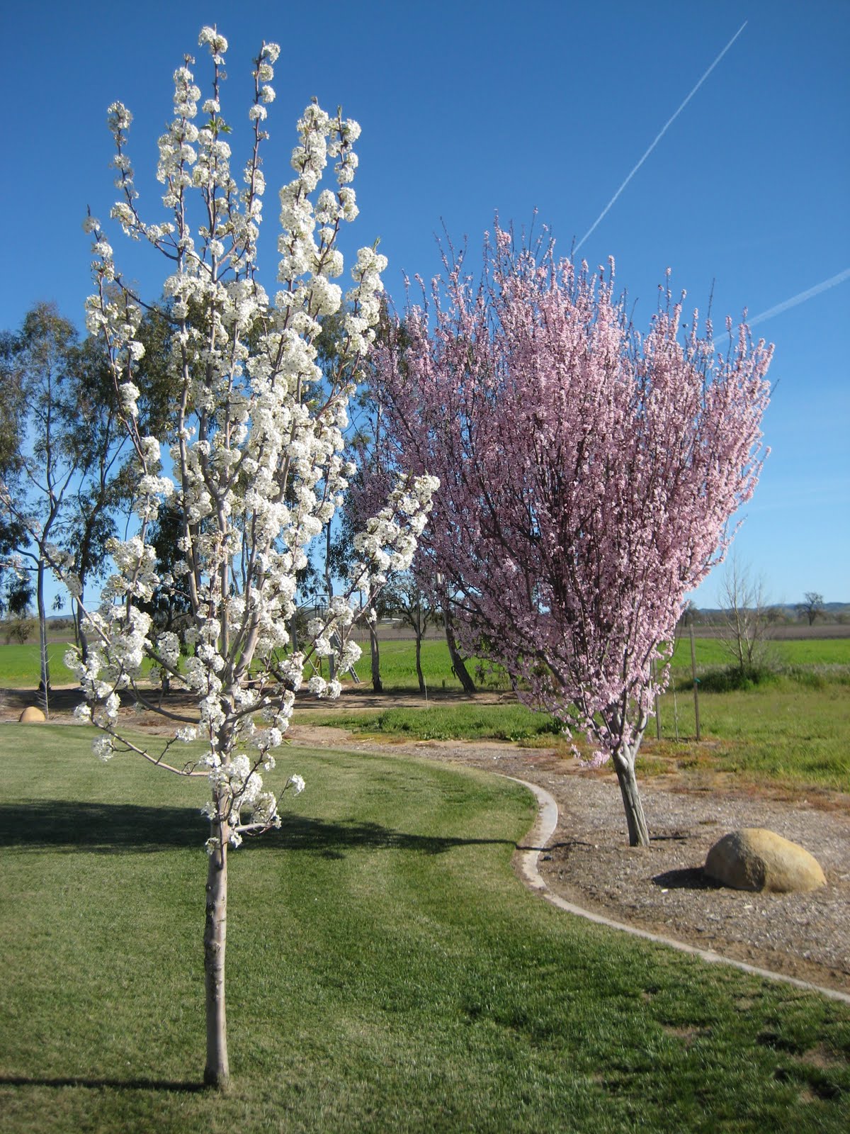 O'Donovan Acres Springtime Blooms