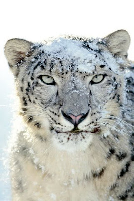Zoo News Digest: Oldest Snow Leopard in Captivity Passes Away