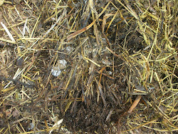 poop coop manure chicken fresh compost bedding