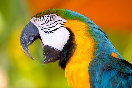 When A Parrot Covers Drowning Pool S Let The Bodies Hit The