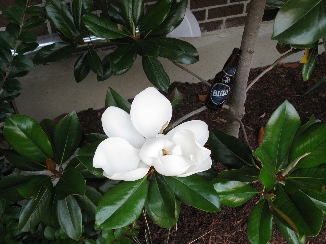 Niagara Tropicals: 09/01/2010 - 10/01/2010