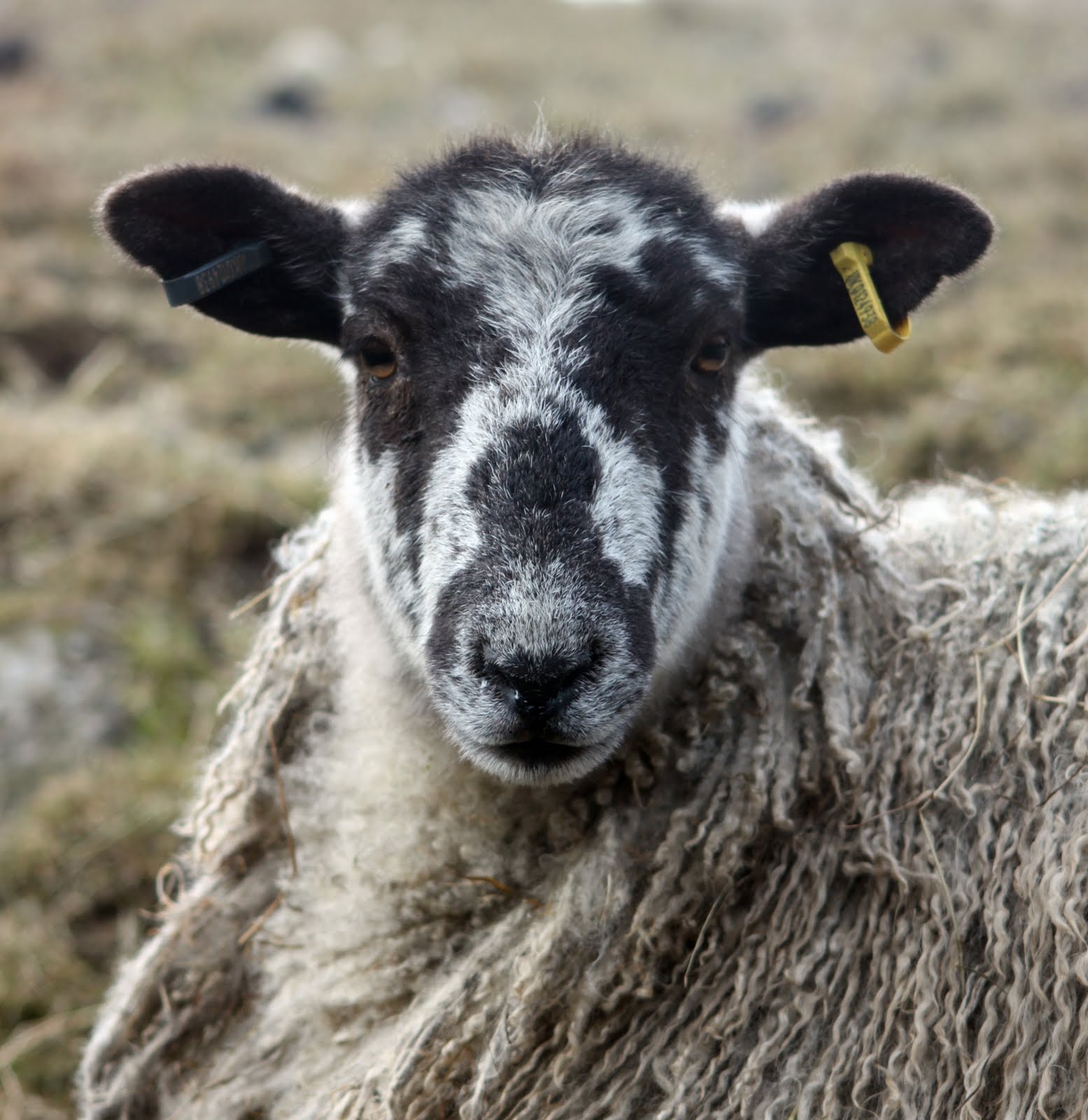 The Shat Birder: Langsett