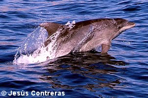 Liidiaa ii Luuciiaa !: Animales Tipicos de España