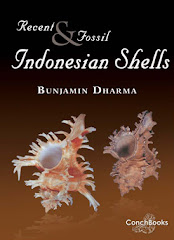 Book of Indonesian Shells