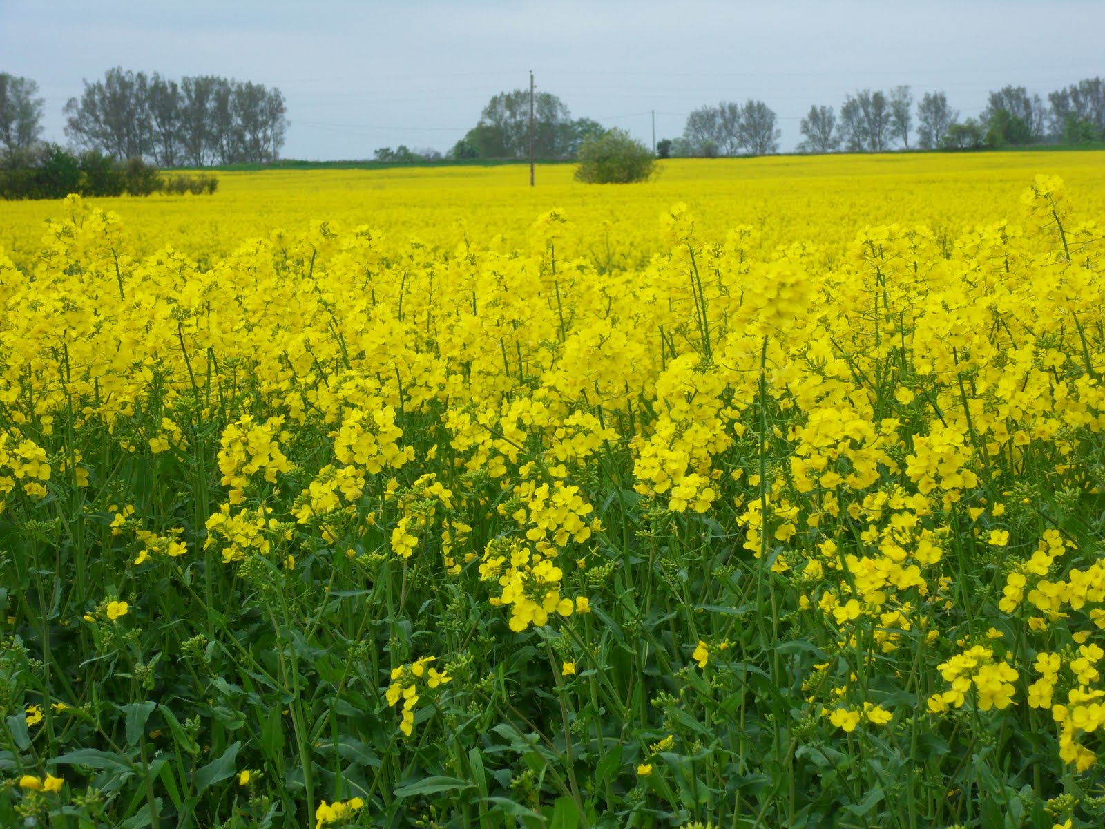Emilias: Skånska rapsfält