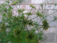 Parsley Gone To Seed