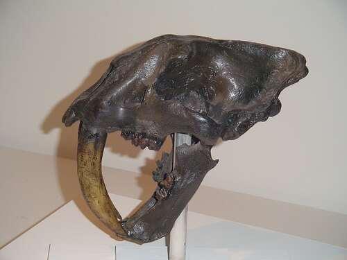 [Smilodon+fatalis.jpg]