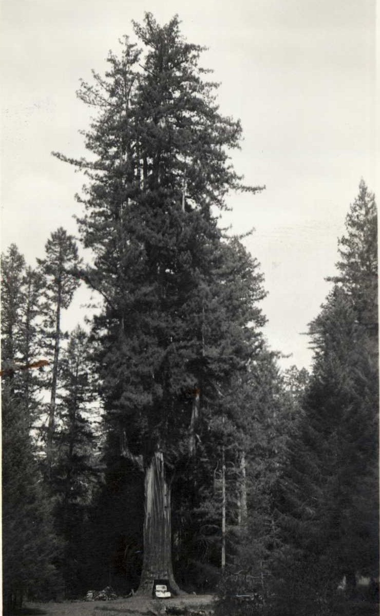 RockScotch The Chandelier Tree