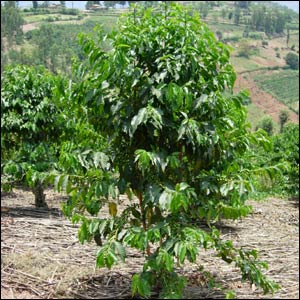Kahve bitkisi (ağacı)