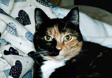 There's something special about a calico cat.  I will never forget this wonderful friend.