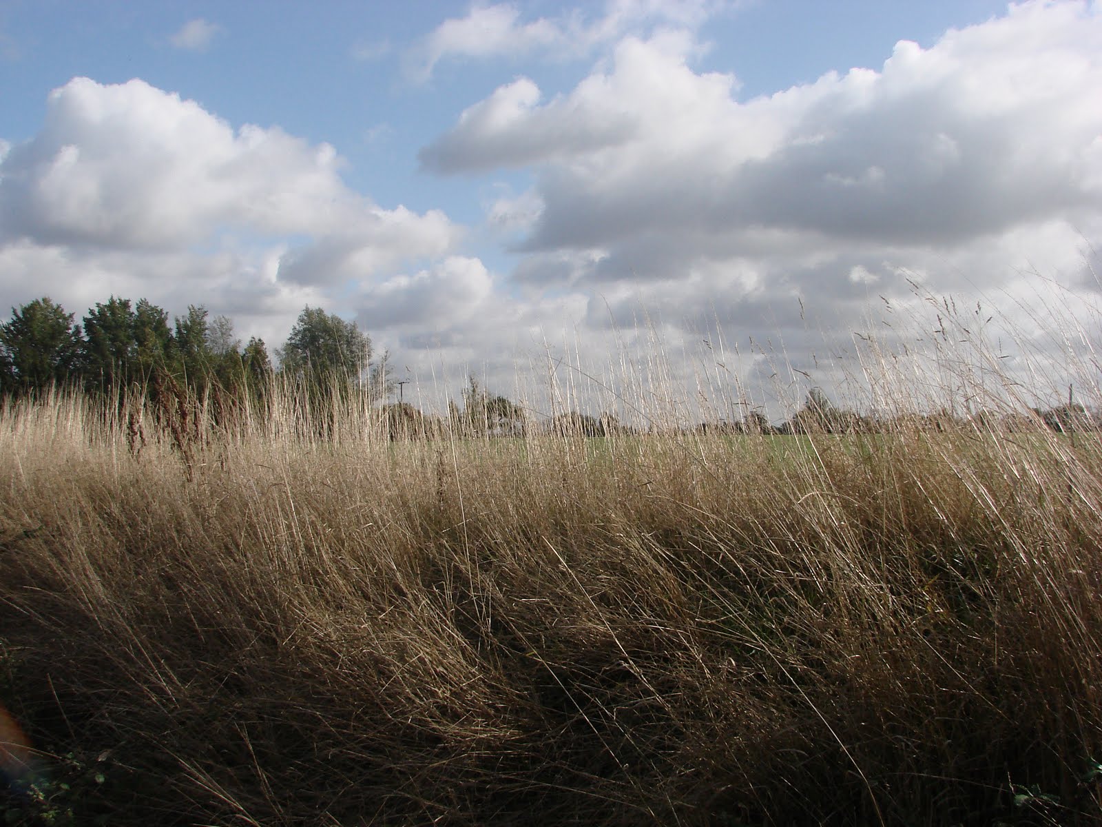 [writtle+037.JPG]