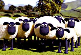 sheep.jpg