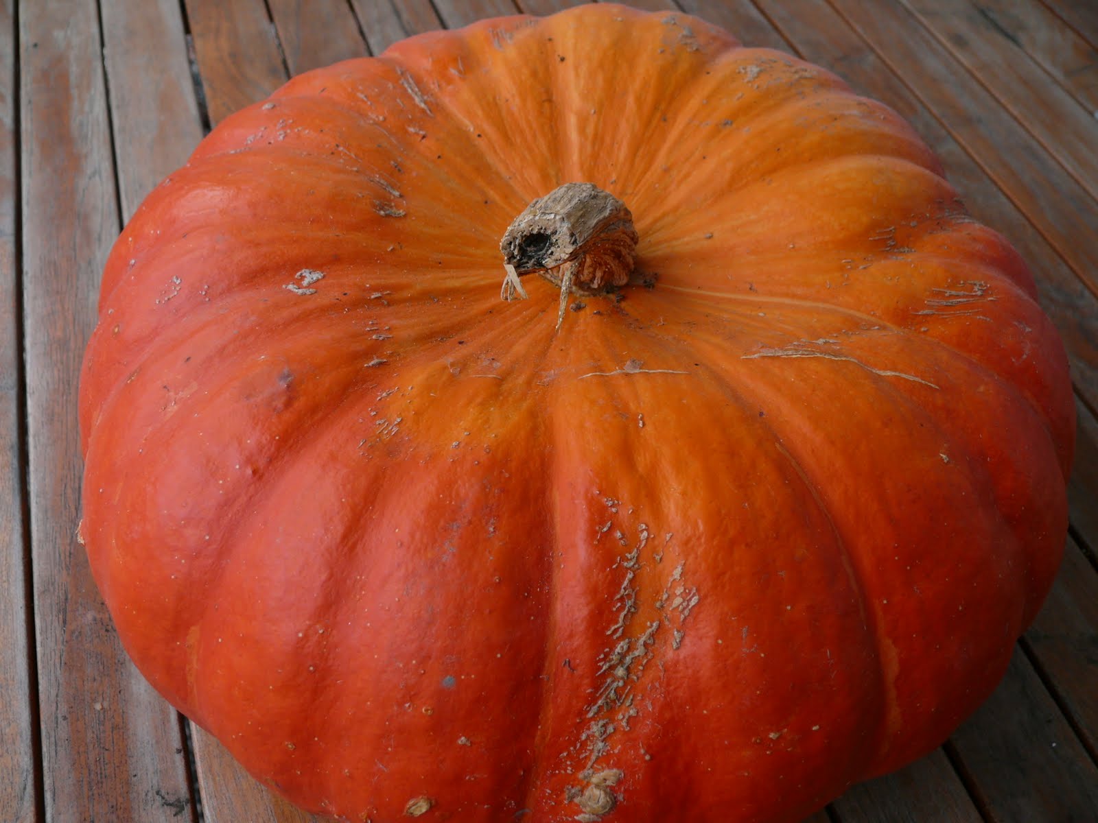Aux p'tits délices de Corinne la citrouille ou potiron