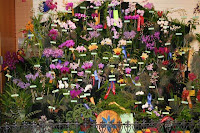 Caloundra Orchid Society