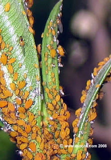 AREAVERDE: Plagas mas comunes en césped