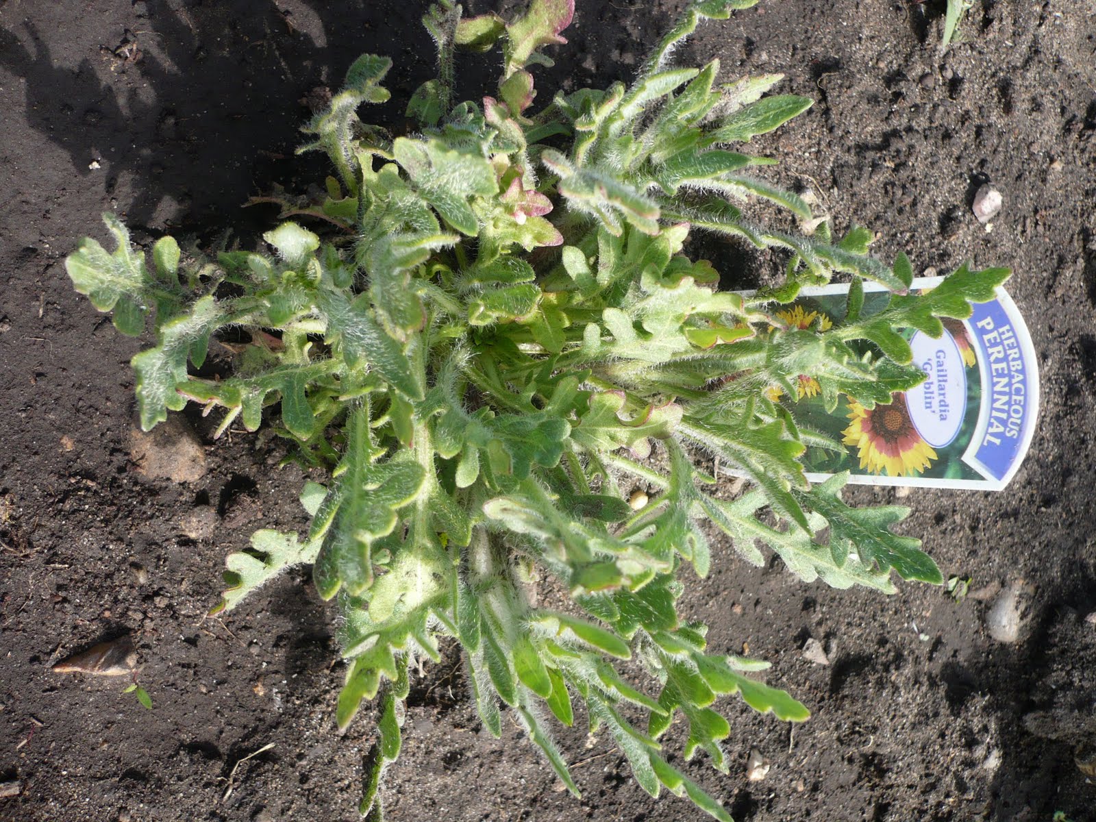 Growing your own veg This all started with a dead lavender plant