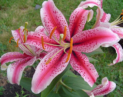 The Lily
