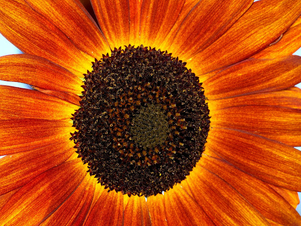 Singing Sunflower Sunshine