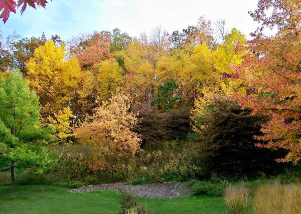 Maryland Fall Trees