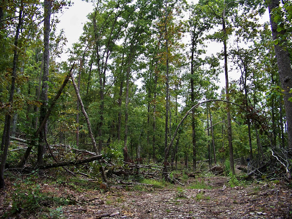 Backwoods Trail