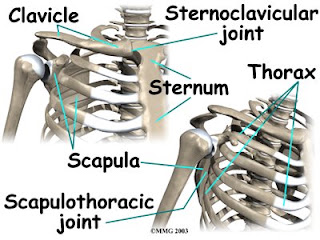shoulder_anatomy_bones03.jpg