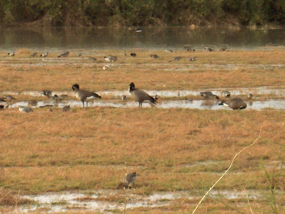 Walking Arizona: The Gilbert Riparian Preserve at Water Ranch