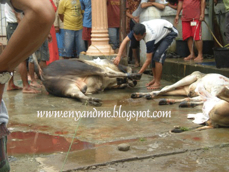 [1-sapi2.gif]