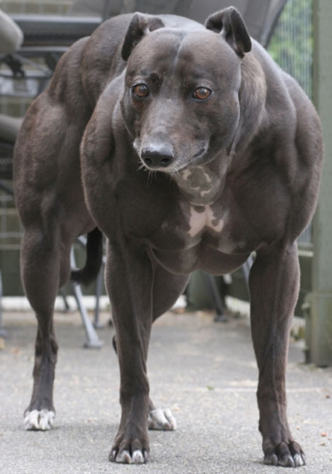 [worlds-most-muscular-dog.jpg]