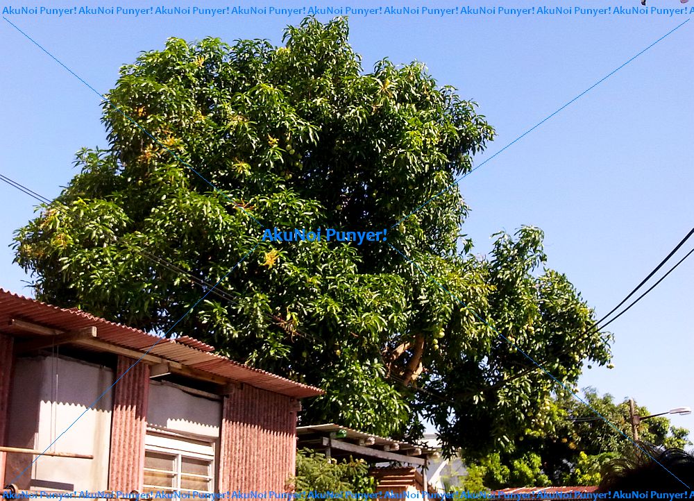 Pasal Aku... Pasal Noi... Aku Noi...... ': Pasal... Kaci ...