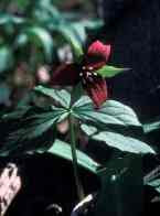 Red Trillium