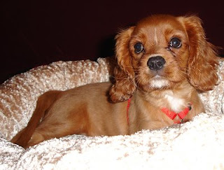 Cavalier_King_Charles pictures