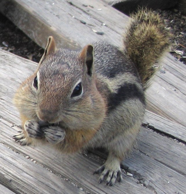 Chipmunks Chipmunks