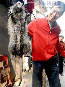 Giant rat caught in China @ strange picture