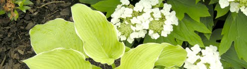 Maplewood, NJ • Gardening