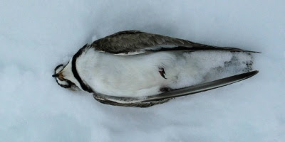 Død fugl, på et koldt leje