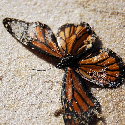 Død monark sommerfugl skyllet op på strand