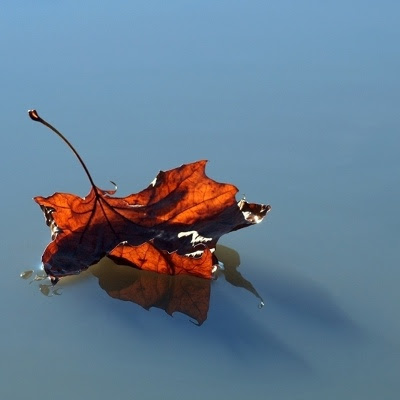 Vissent blad flyder væk i vandet