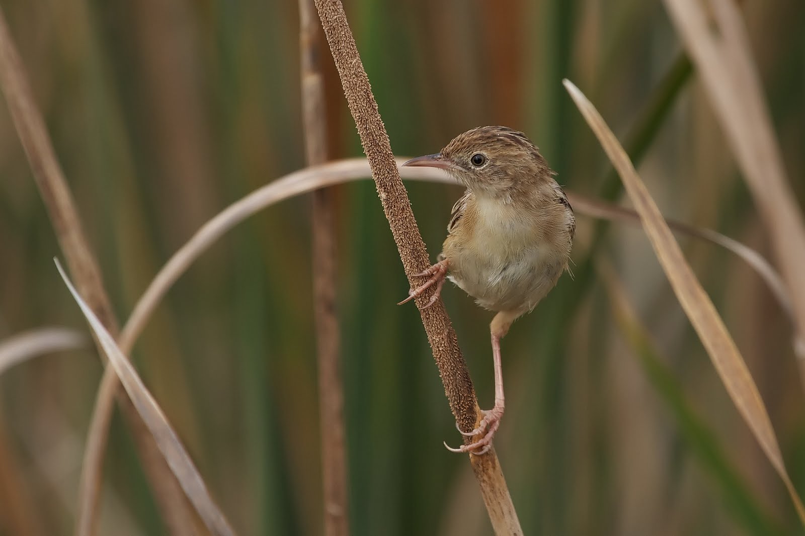 FOTOALAS: Cosecha de verano