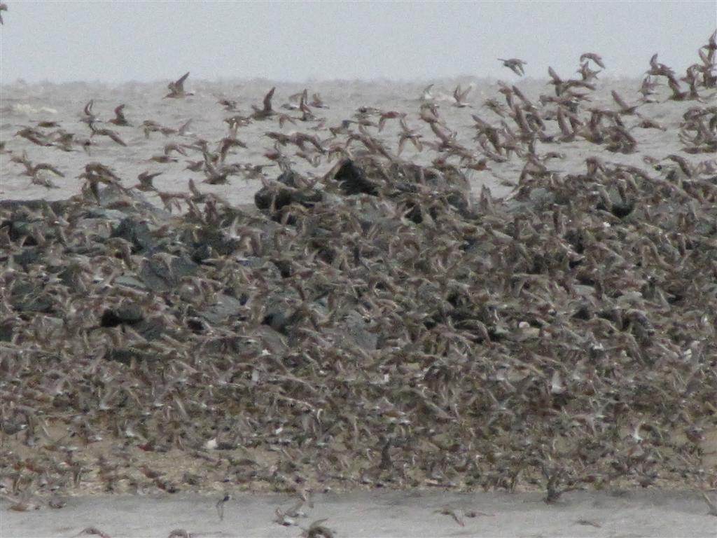 [051709+Red+Knots+(Large).jpg]