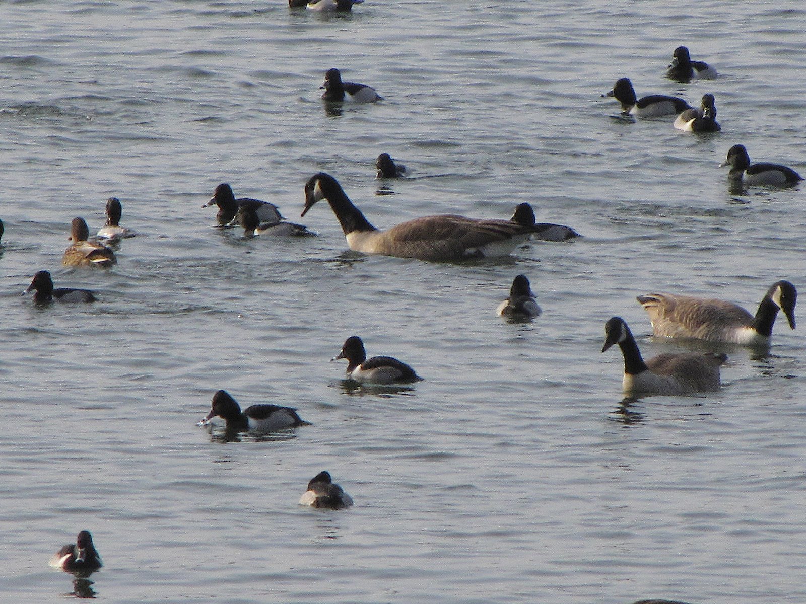 [IMG_6650.Ring+Necked+Ducks_Geese.jpg]