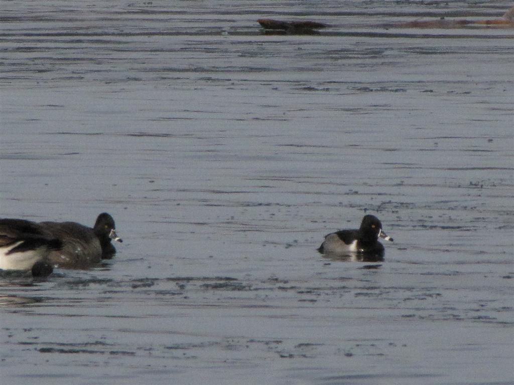 [Ring+Necked+Duck+(Large).jpg]
