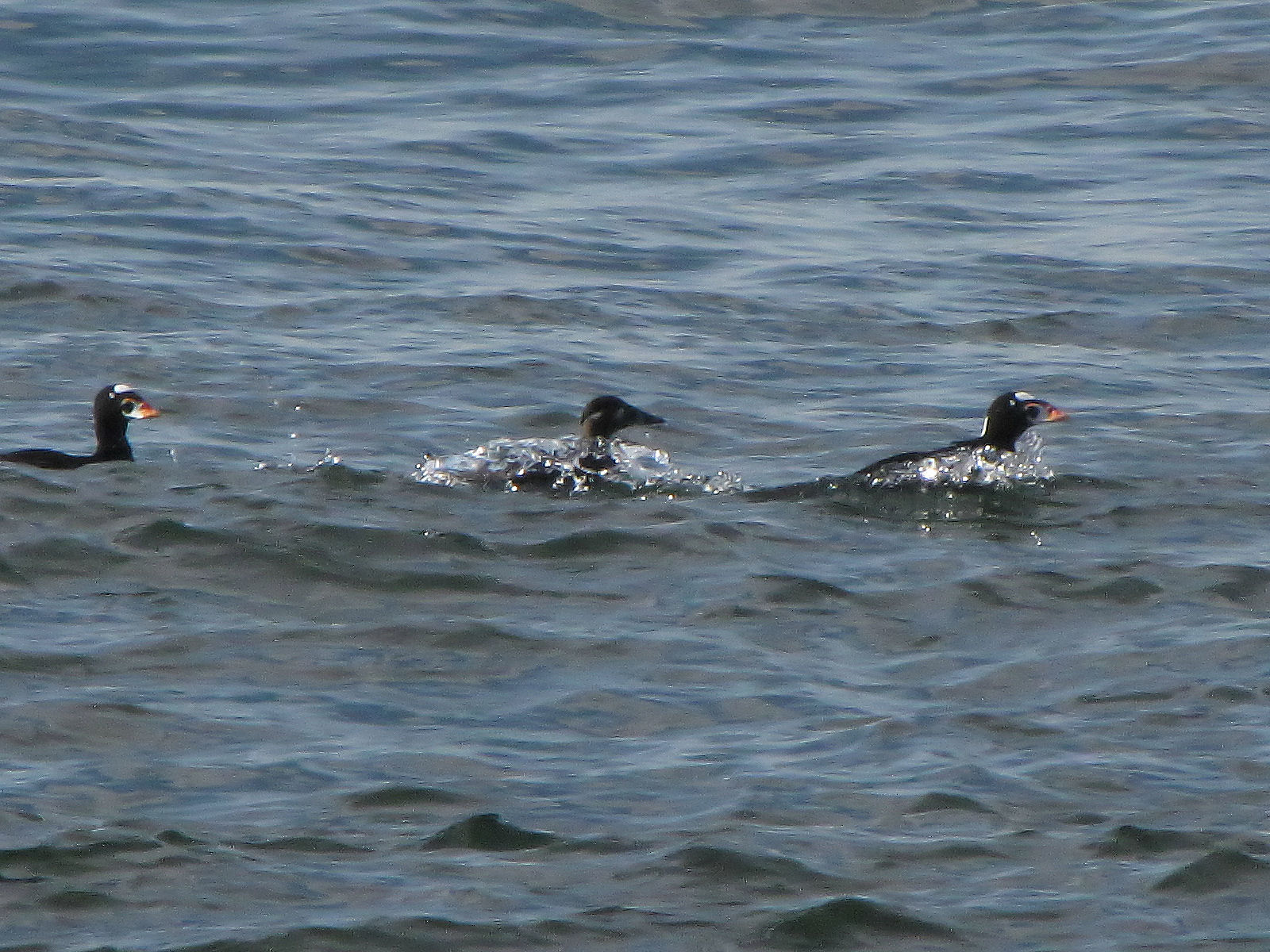 [IMG_6528_Surf+Scoters.jpg]