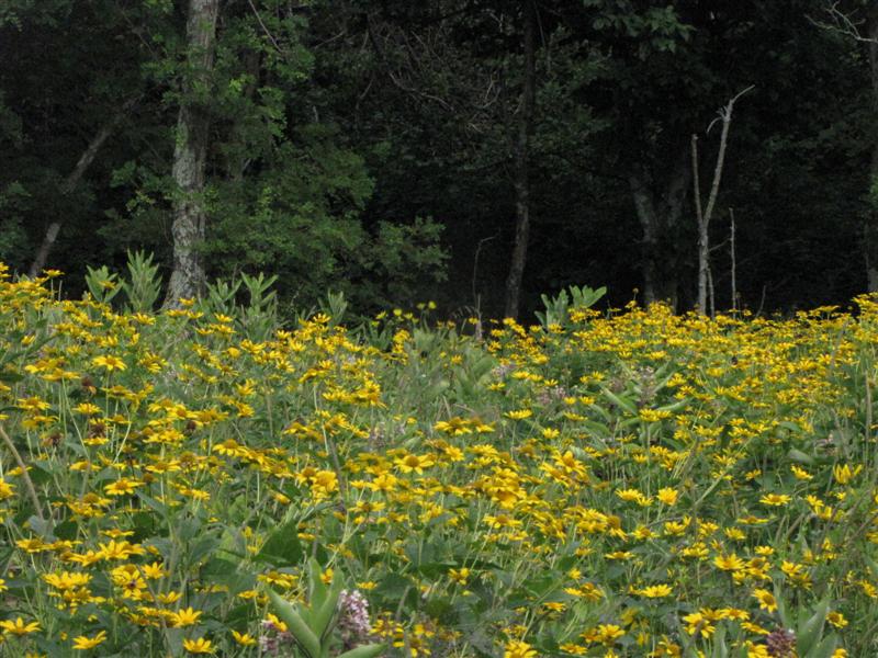[080809+Shenandoah+wildflowers+(Medium).jpg]